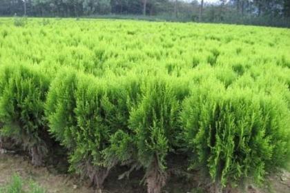 山西呈盛苗圃基地 專業(yè)苗木培育與一站式銷售服務
