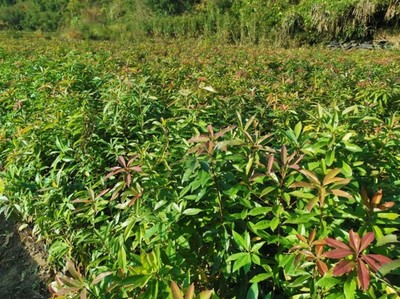 福新苗圃 專注木荷大田苗培育，通州銷售服務至上