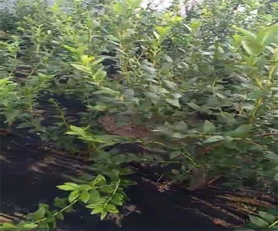 煙臺都克藍莓苗 種植技術與苗圃培育銷售全攻略