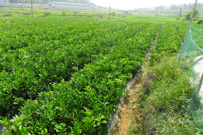 蘭州苗木銷售與苗圃培育 品質(zhì)與實惠的完美結合