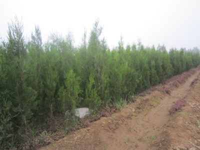 墓地綠化選擇 側柏與塔柏的對比分析——以河北定州市明遠苗圃場為例