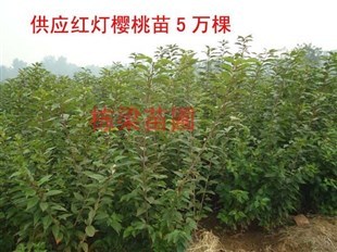 云南棟梁苗圃 專(zhuān)業(yè)培育，專(zhuān)供優(yōu)質(zhì)全紅突圍桃樹(shù)苗