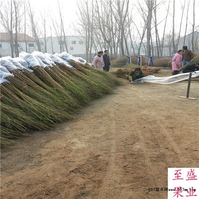 早熟桃樹(shù)品種的苗圃培育與銷(xiāo)售策略