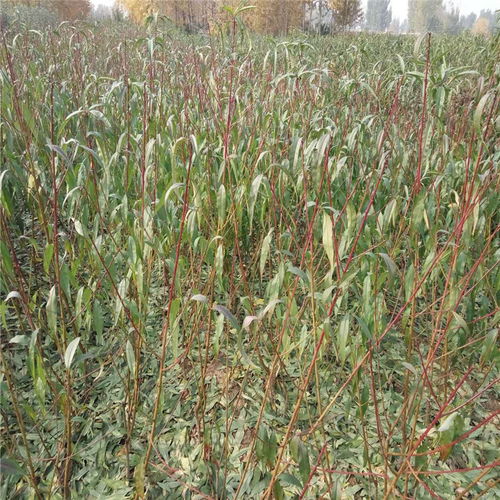 映霜紅桃樹(shù)苗 苗圃直銷(xiāo)，高成活率的優(yōu)質(zhì)之選